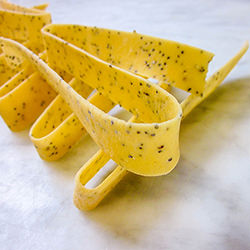 Pappardelle ai semi di papavero 罌粟籽義大利新鮮雞蛋寬麵