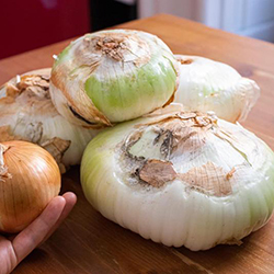 西西里賈拉塔納巨型洋蔥 Jumbo-sized onions from Sicily